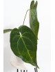 Anthurium magnificum DF x papillilaminum