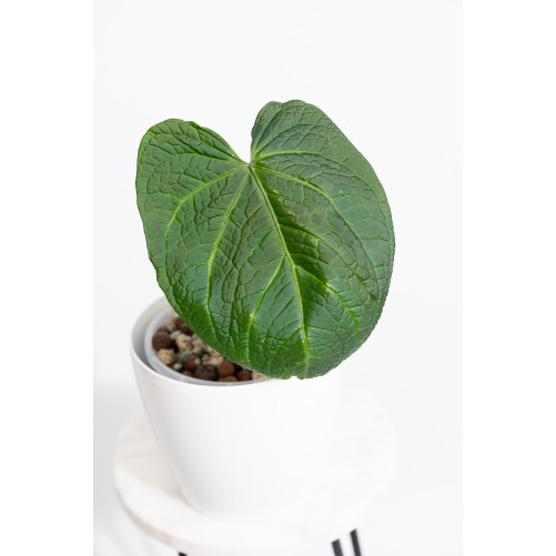 Anthurium crystallinum x...