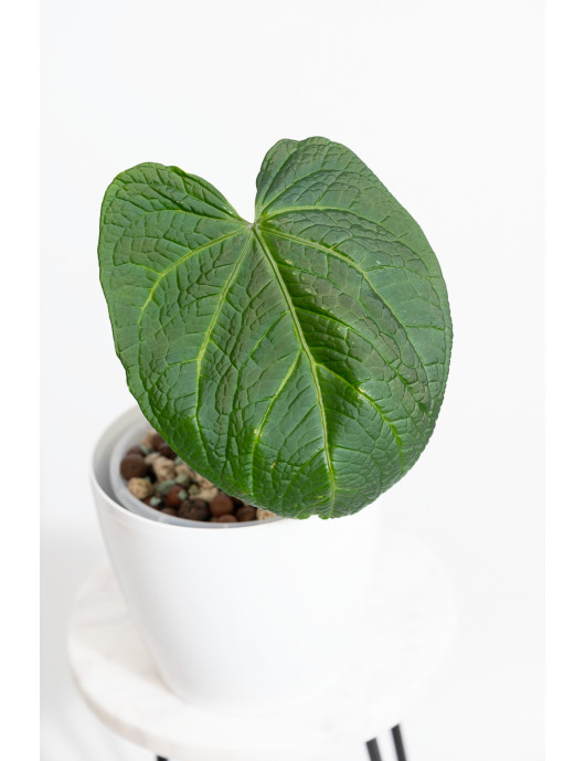 Anthurium crystallinum x splendidum (Splendid Crystal)