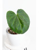 Anthurium crystallinum x splendidum (Splendid Crystal)