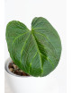 Anthurium crystallinum x splendidum (Splendid Crystal)