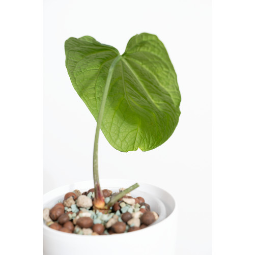 Anthurium crystallinum x splendidum (Splendid Crystal)
