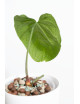 Anthurium crystallinum x splendidum (Splendid Crystal)