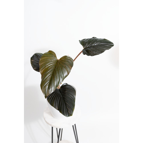 Philodendron squamicaule pink