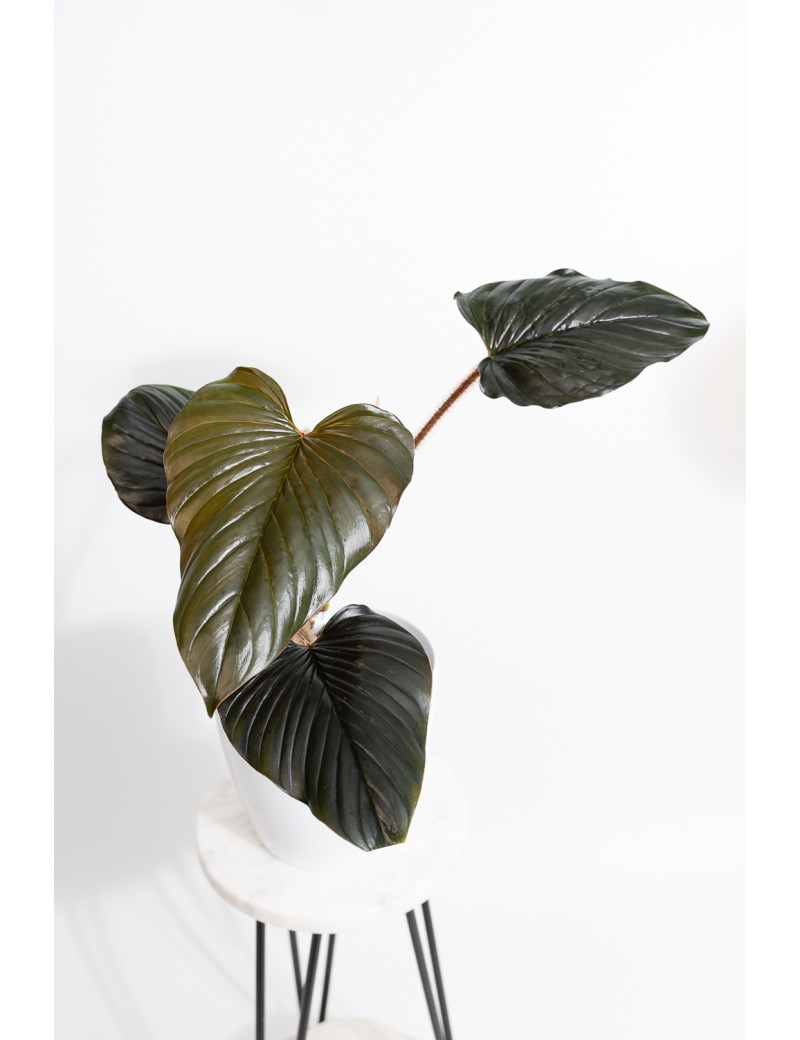Philodendron squamicaule pink