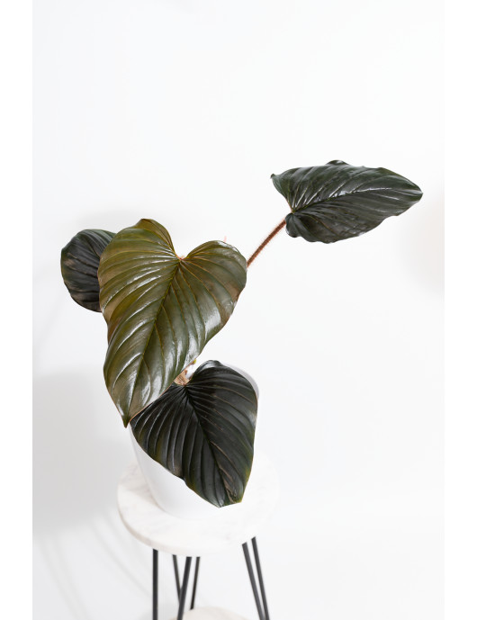 Philodendron squamicaule pink