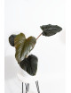 Philodendron squamicaule pink