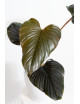 Philodendron squamicaule pink