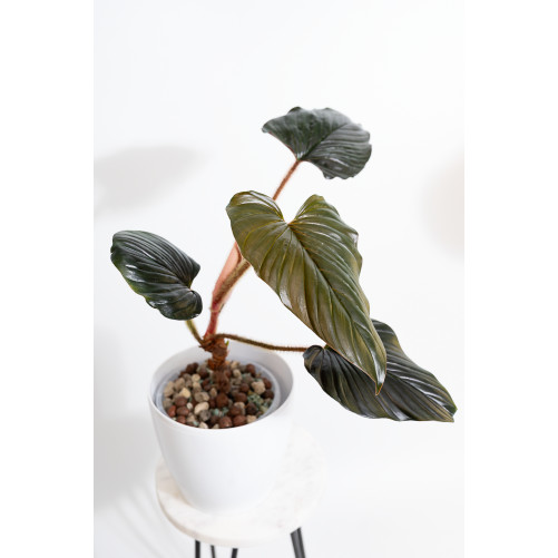 Philodendron squamicaule pink