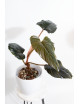 Philodendron squamicaule pink
