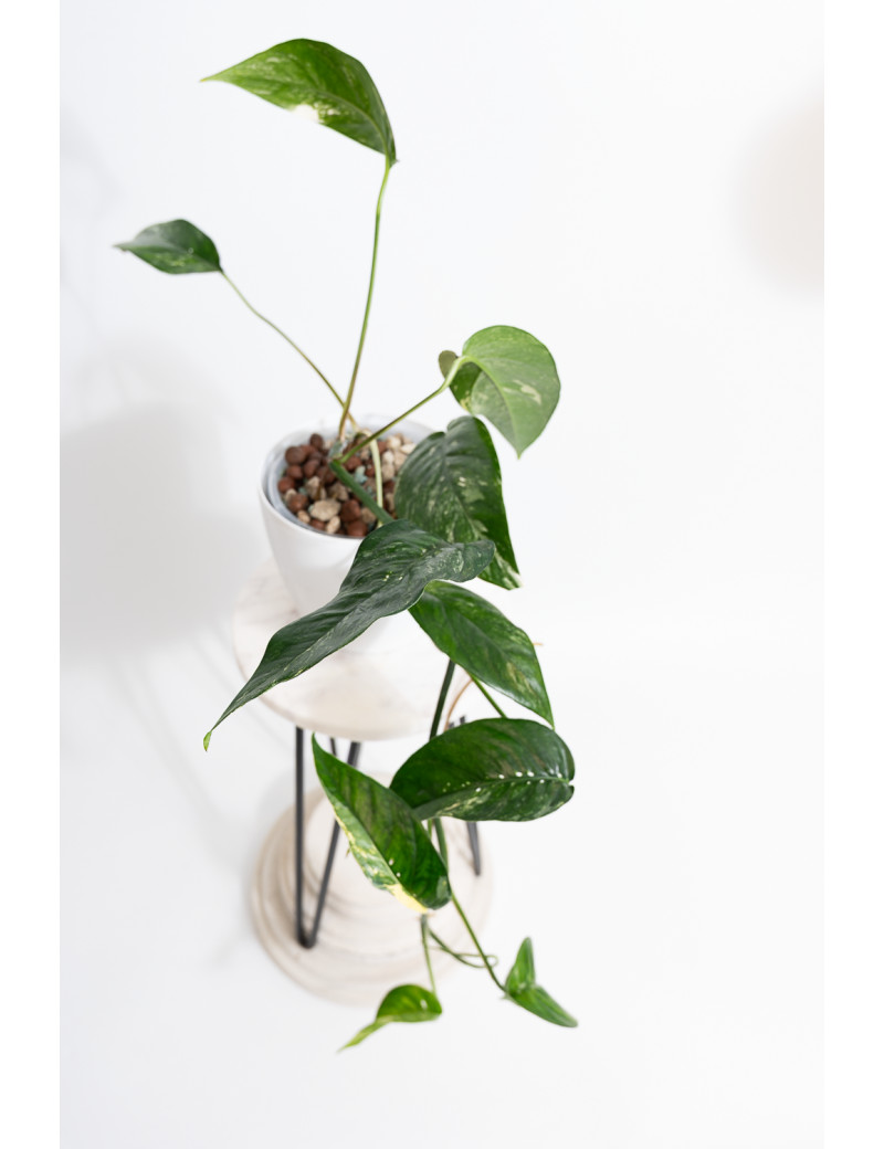Epipremnum pinnatum variegata