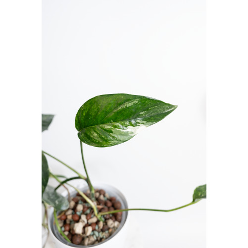 Epipremnum pinnatum variegata
