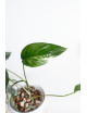Epipremnum pinnatum variegata