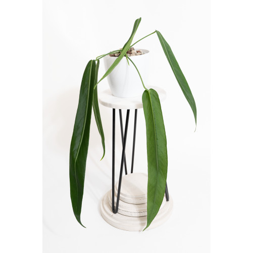 Anthurium pallidiflorum -