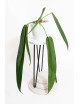 Anthurium pallidiflorum -