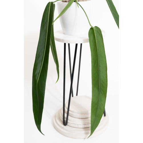 Anthurium pallidiflorum -