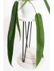 Anthurium pallidiflorum -