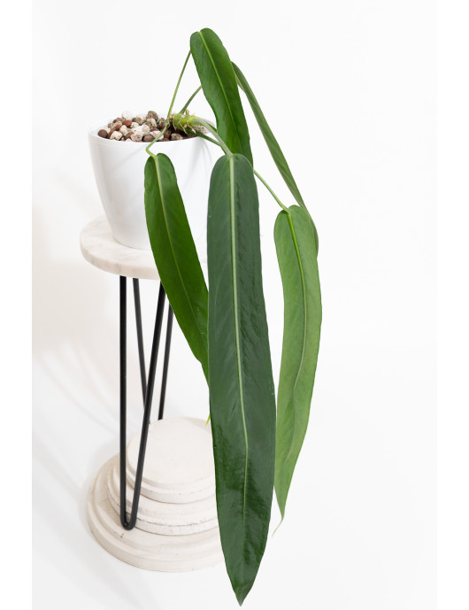 Anthurium pallidiflorum -