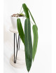 Anthurium pallidiflorum -