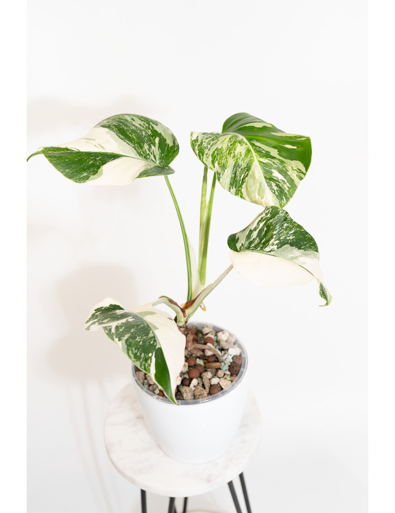 Monstera deliciosa variegata