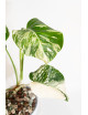 Monstera deliciosa variegata