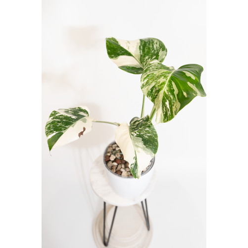 Monstera deliciosa variegata