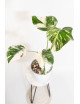 Monstera deliciosa variegata