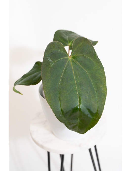 Anthurium crystallinum x nigrolaminum 'Gigi'