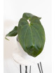 Anthurium crystallinum x nigrolaminum 'Gigi'