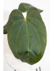 Anthurium crystallinum x nigrolaminum 'Gigi'