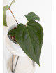 Anthurium crystallinum x nigrolaminum 'Gigi'
