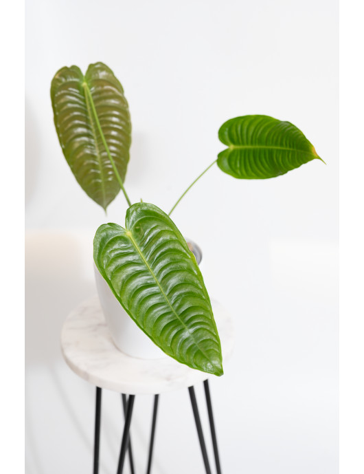 Anthurium veitchii