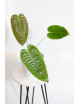 Anthurium veitchii