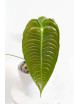 Anthurium veitchii