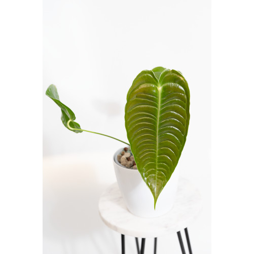 Anthurium veitchii