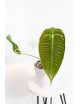 Anthurium veitchii