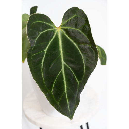 Anthurium magnificum x...