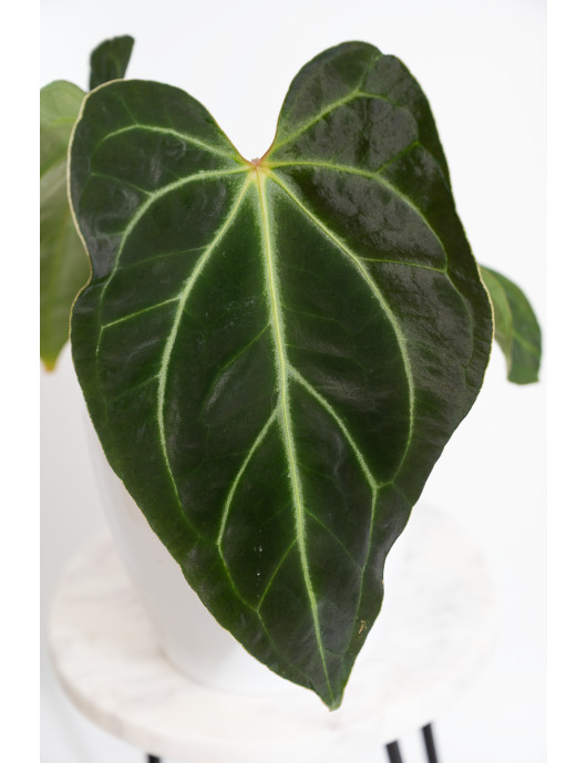 Anthurium magnificum x...