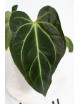 Anthurium magnificum x besseae aff