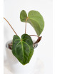 Anthurium magnificum x besseae aff