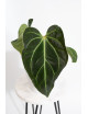 Anthurium magnificum x besseae aff