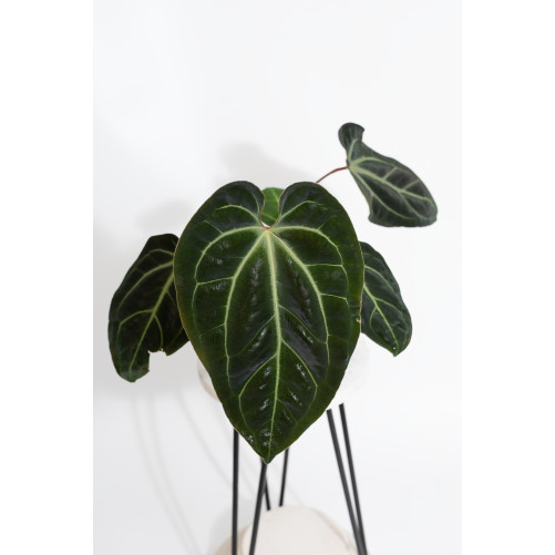 Anthurium besseae aff