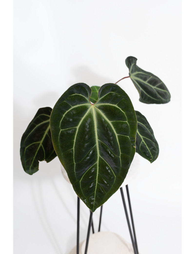 Anthurium besseae aff