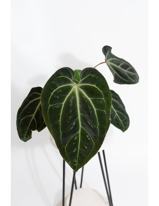 Anthurium besseae aff