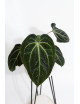 Anthurium besseae aff