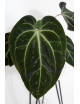 Anthurium besseae aff