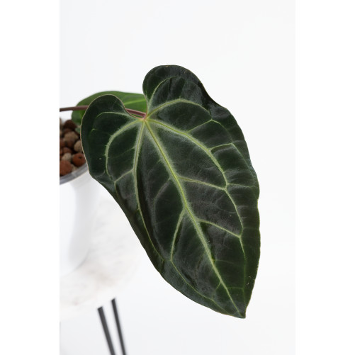 Anthurium besseae aff