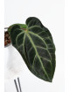 Anthurium besseae aff