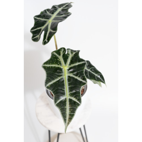 Alokazja polly variegata