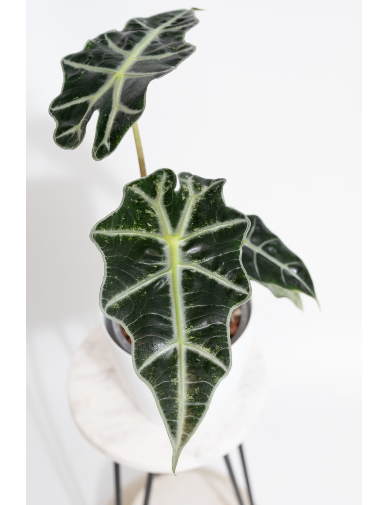 Alokazja polly variegata